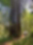 Sleep Up High In A Redwood Tree-net - Photo 2