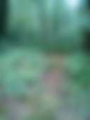 Quiet Forest On The Creek - Photo 2