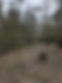 Bandicoot run - Photo 3