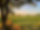 Millview Glamping, Camping & Events