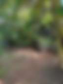 Rainforest Gradens - Photo 2