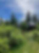 Summit Forest Glamping at 7450' !