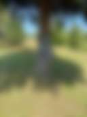 🌿 Viridia Acres 🌿 - Photo 3