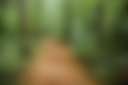 That Place In The Woods