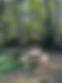 Little Mountain Meadow - Photo 3