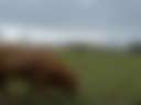 Highland View Farm