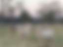 Pinnaroo