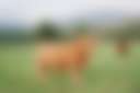 Long Mountain Meadows - Photo 3