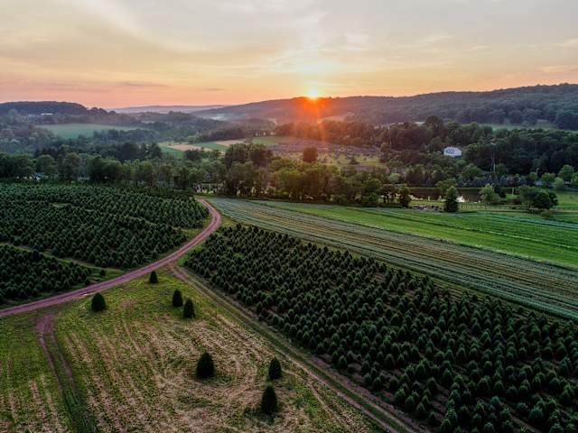 Aerial view of tree farm fields at sunrise with sun flare over rolling hills