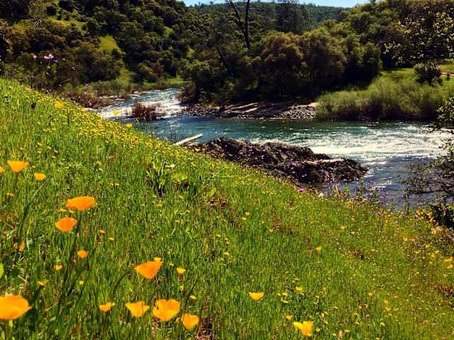 Orange poppies and green grass along a rocky river with forested hills and blue sky