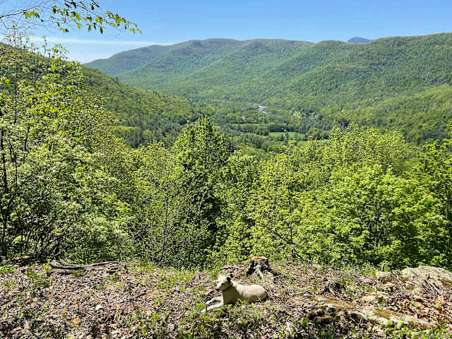 White dog resting on ridge overlooking forested valley and distant mountains