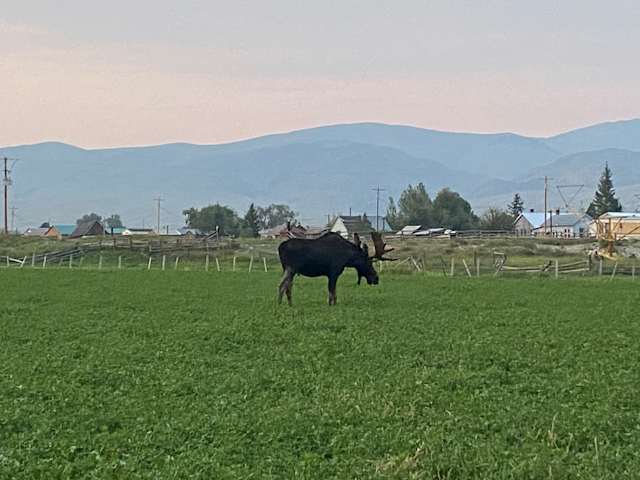 Moose grazing in green field at dusk with mountains in background