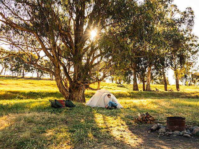 Person setting up dome tent beneath large gum tree at sunset, camp chairs and fire pit nearby