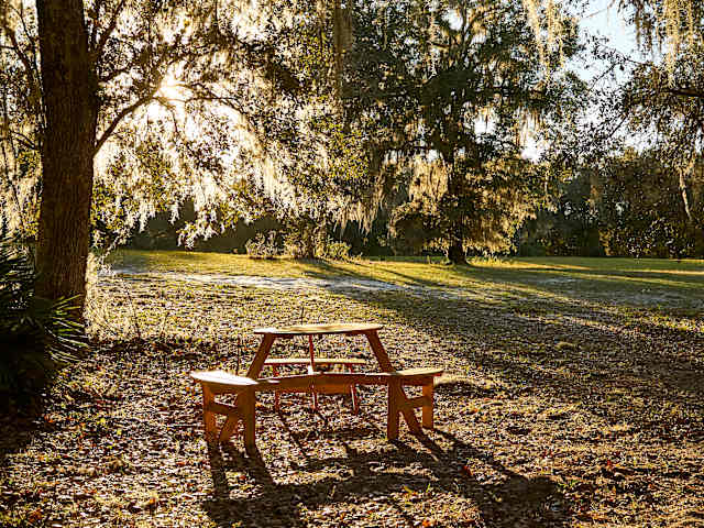 Wooden picnic table beneath oak trees draped in Spanish moss at golden hour
