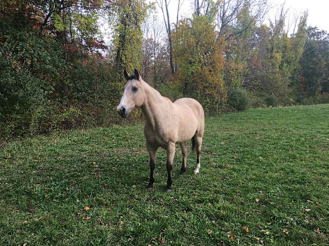 Cream-colored horse standing in green pasture with colorful fall foliage behind