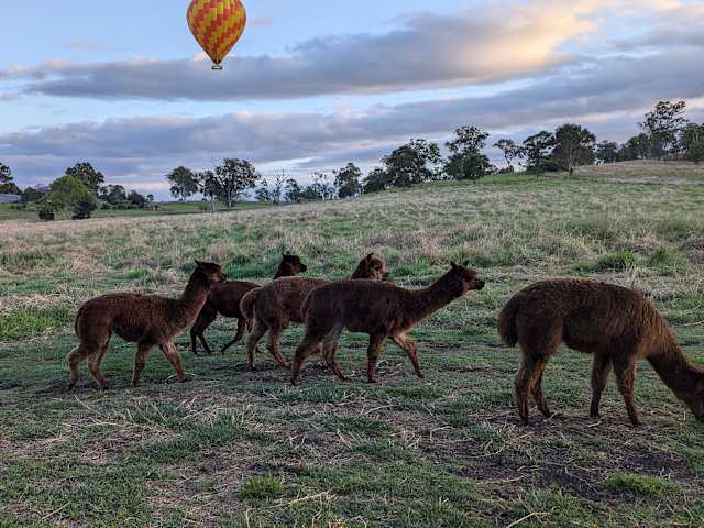 Alpacas grazing in a paddock at dusk with a colorful hot air balloon floating above distant hills