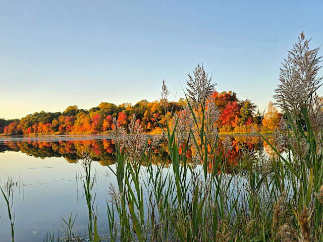 Tall marsh grasses frame a still lake reflecting autumn trees at golden hour