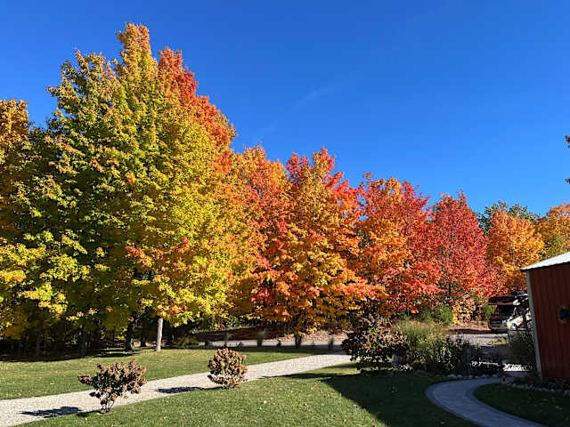Vibrant autumn maple trees in red, orange and yellow along a gravel path under blue sky