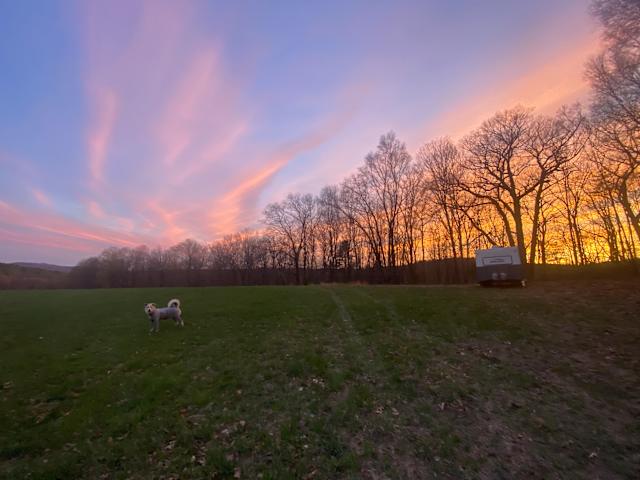 Dog standing in open field at campground under pink and purple sunset sky