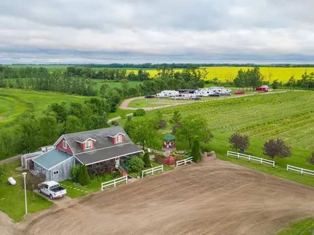 Aerial view of red farmhouse, vineyard rows, and RVs beside golden canola fields