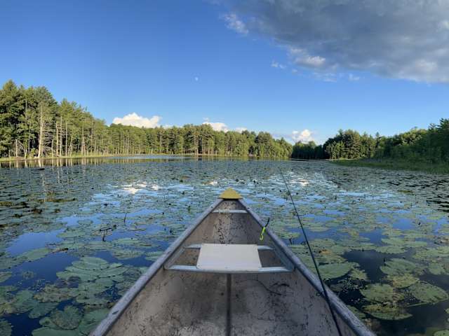 Canoe bow gliding through lily pads on calm pond framed by pines under blue sky