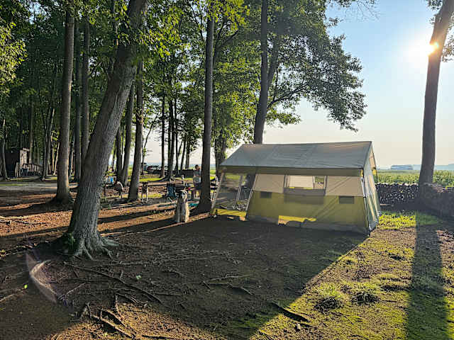 Canvas tent glowing in golden morning light among tall trees at forest campsite