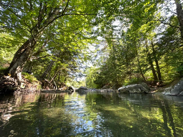 Sunlit forest creek with overhanging green canopy and still reflective water