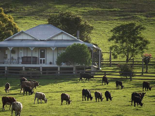 White weatherboard farmhouse with cattle grazing in green paddock at golden hour