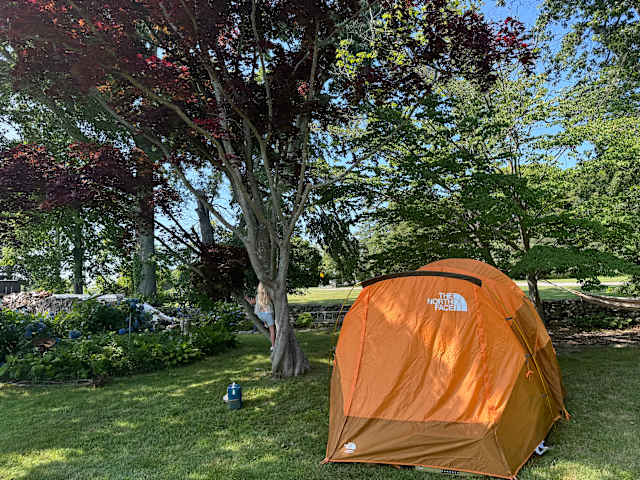 Orange tent pitched under maple trees on green lawn in soft morning light