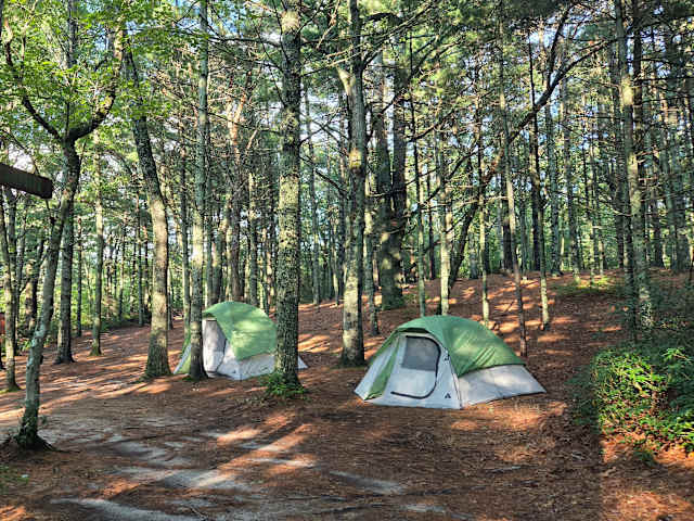 Two green camping tents pitched among tall pine trees with dappled sunlight