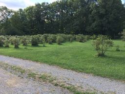 image from hipcamp, Blueberry Farm Campsites