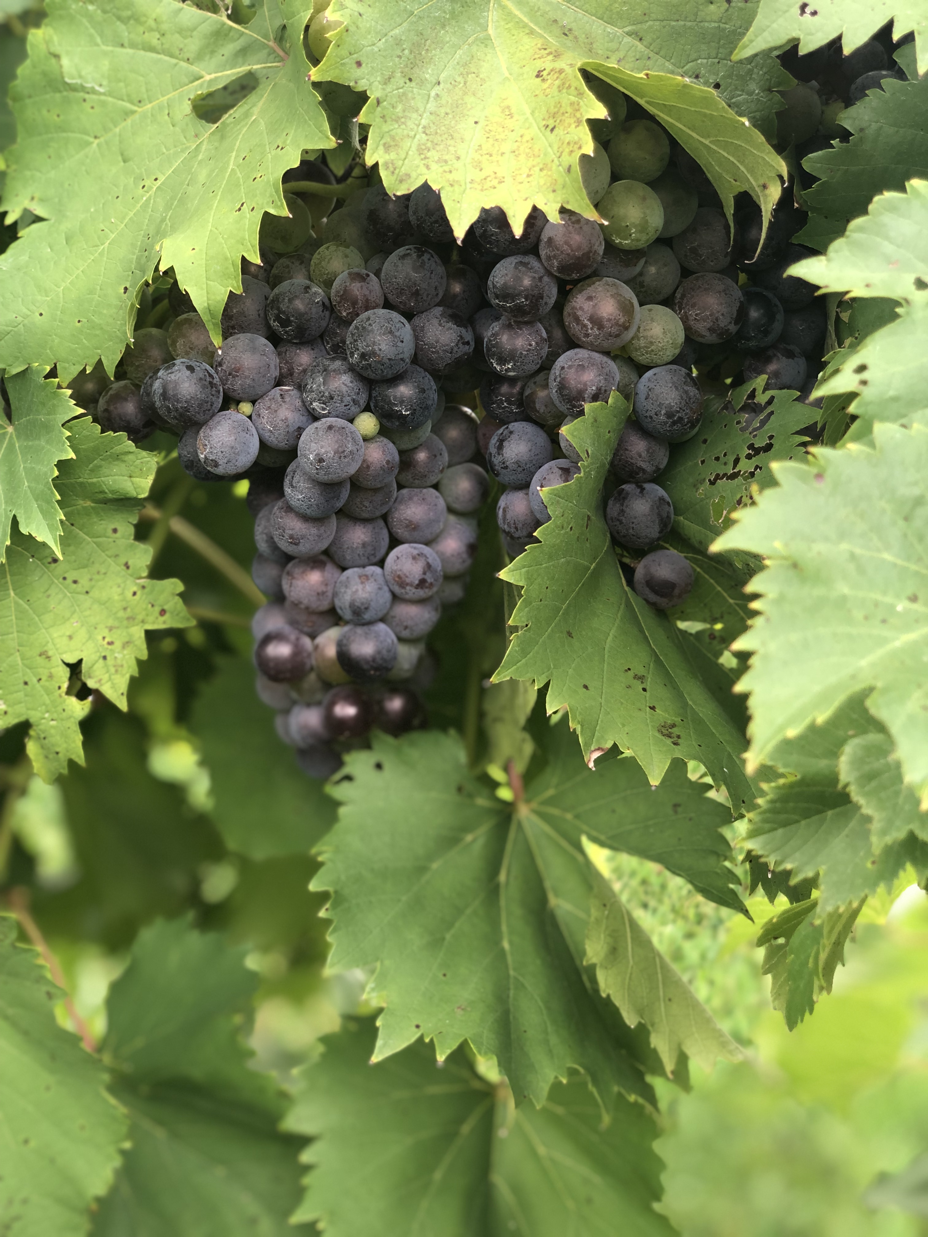 image from hipcamp, Monarch Hill Vineyard