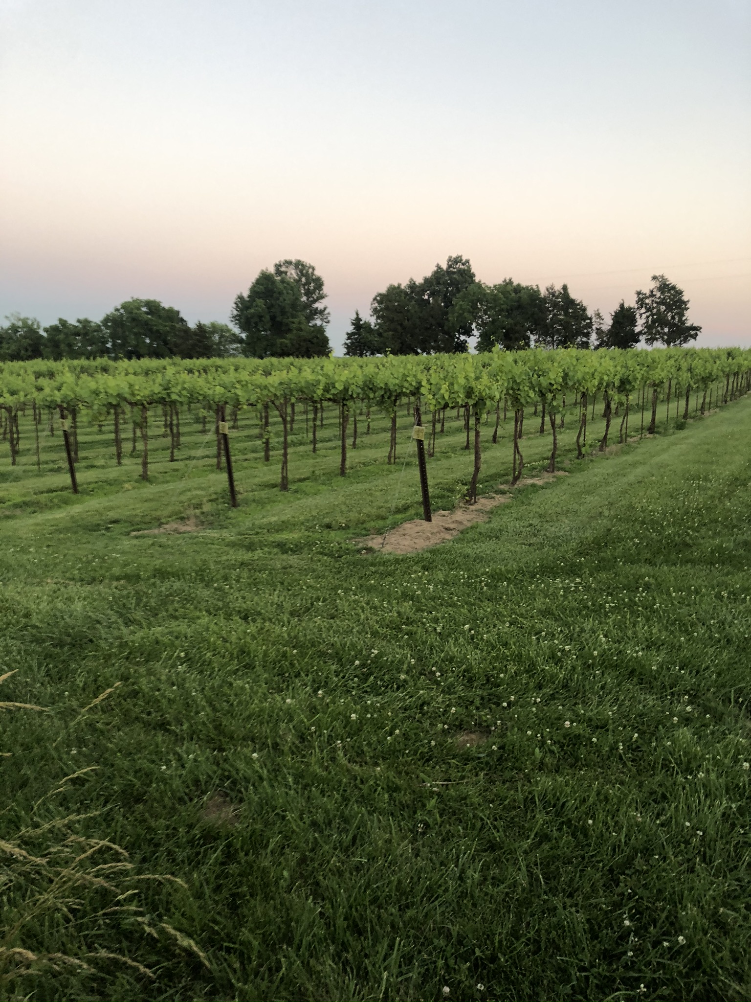 image from hipcamp, Monarch Hill Vineyard