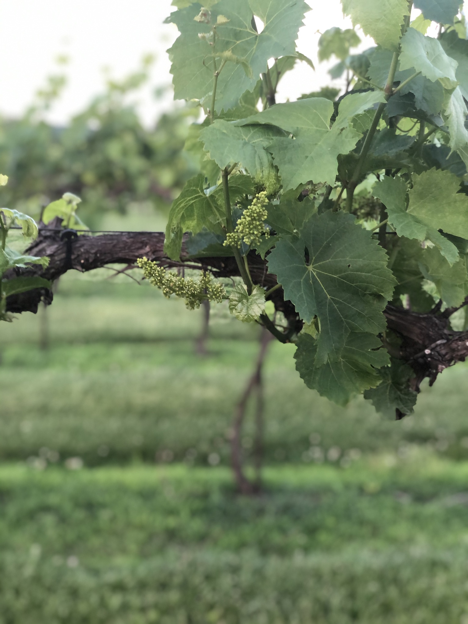 image from hipcamp, Monarch Hill Vineyard