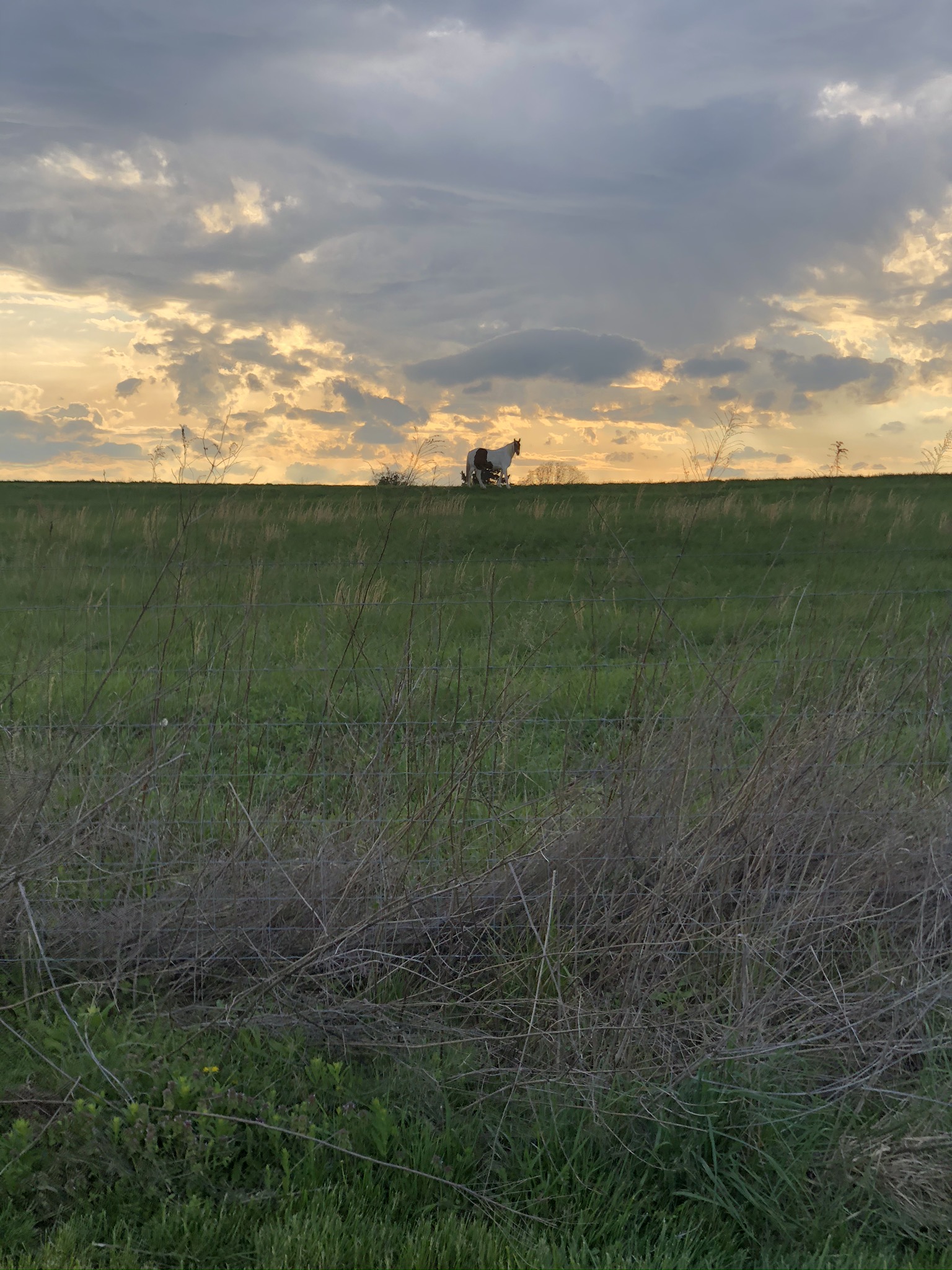 image from hipcamp, Monarch Hill Vineyard