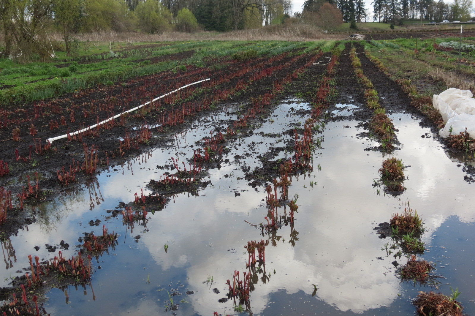 image from hipcamp, Lake Labish Farm