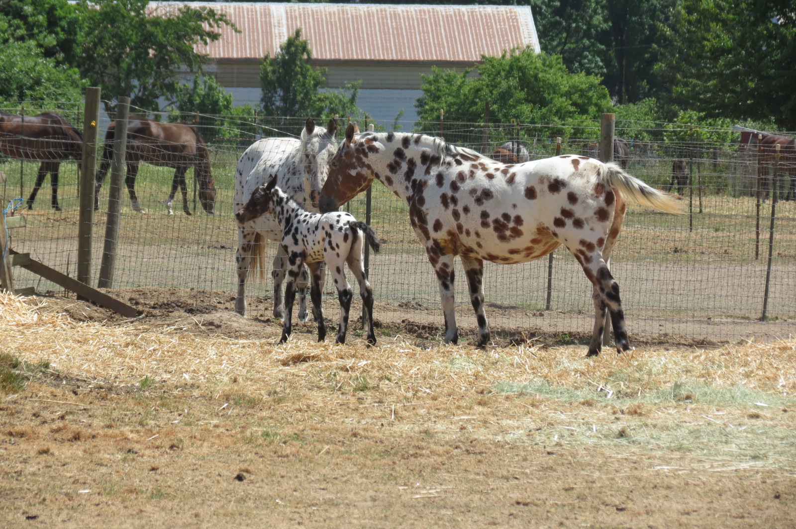 image from hipcamp, Lake Labish Farm