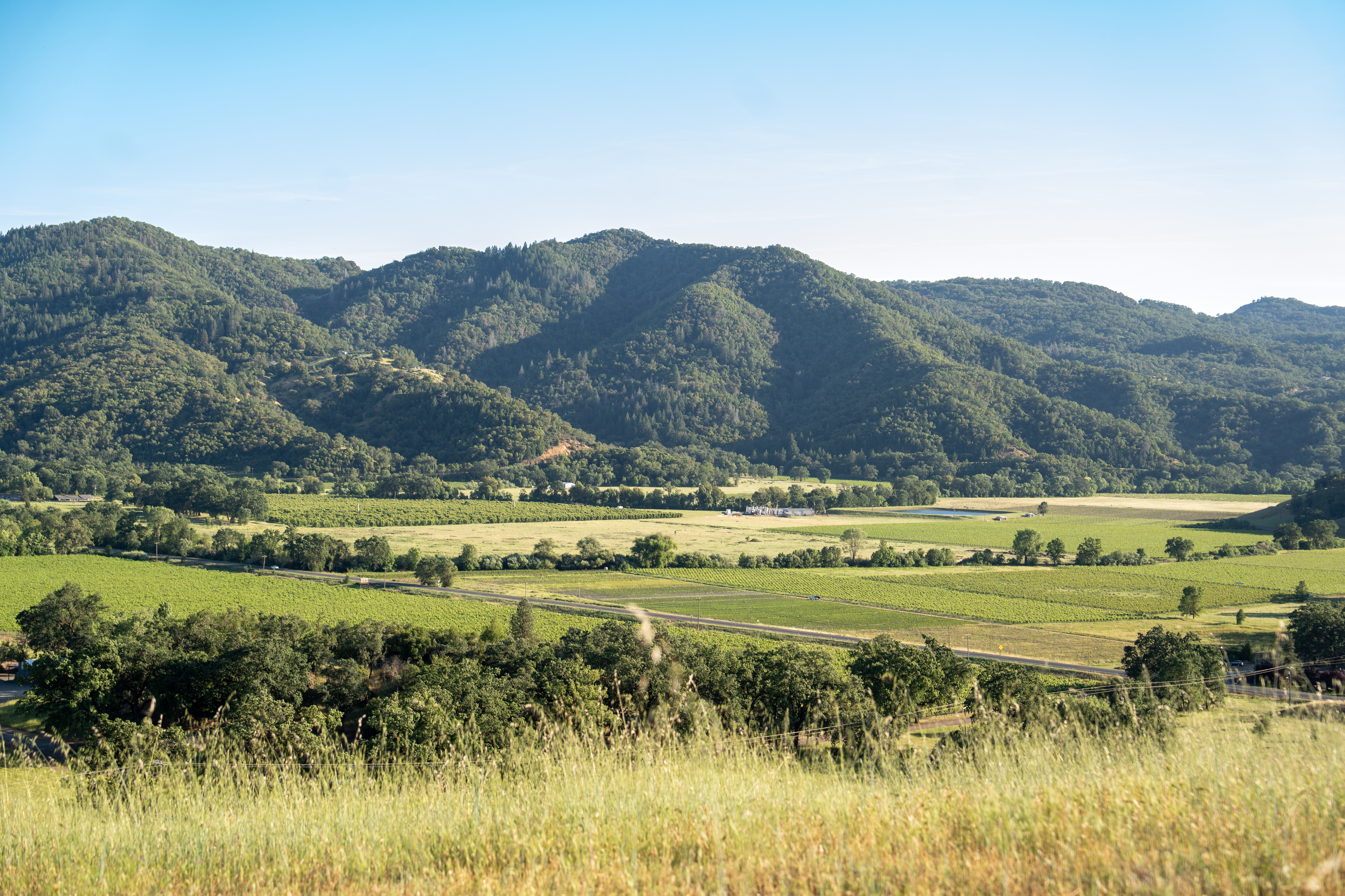 Nelson Family Vineyards rolling vineyard hills in Ukiah California