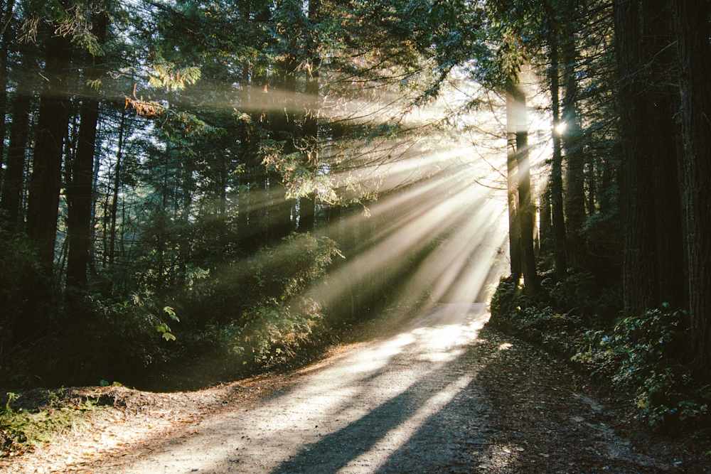 Gold Bluffs Beach Campground