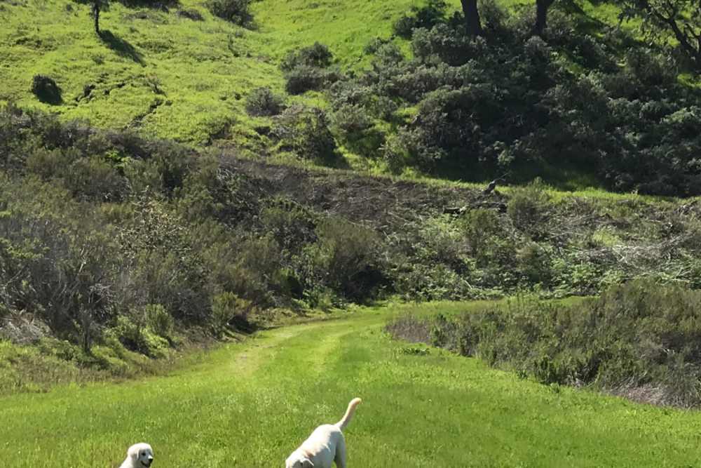 Freedog Farms @ Cactus Flower Ranch