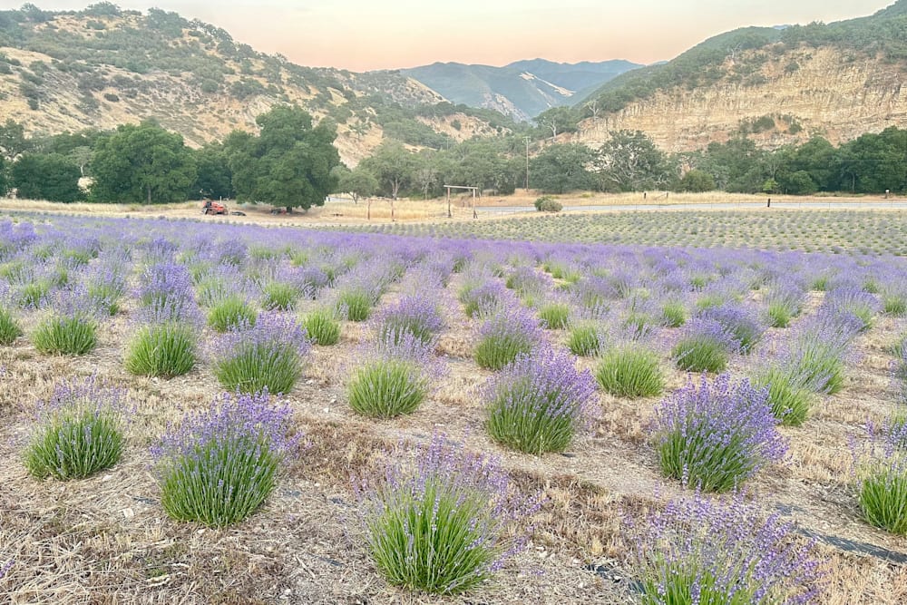 Lavender Creek Camp