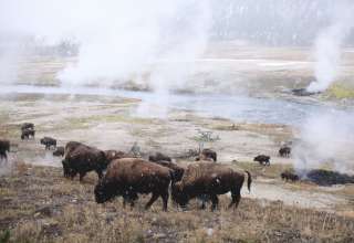 Bison graze in the first snow of the season
