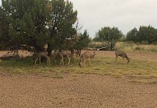 Pecos Campground Sumner Lake Nm 2 Hipcamper Reviews And 2 Photos