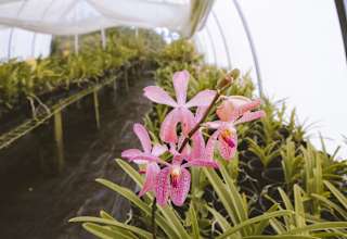 The Orchid Papa S Hawaiian Orchid Farm Hi 72 Hipcamper Reviews And 80 Photos