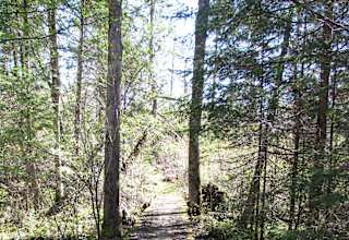 Black Lake Campground Chequamegon Wi 1 Hipcamper Review And 3