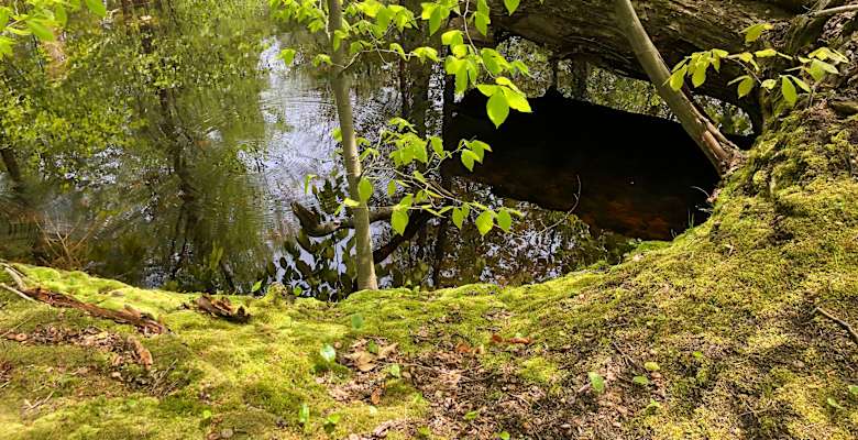 Picture of the land