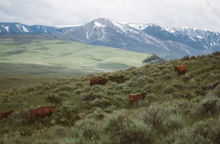 The 30 Best Campgrounds Near Silver Gate Montana