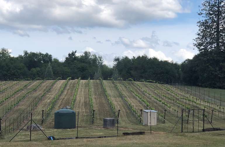 Peaceful Vineyard Camping Camping