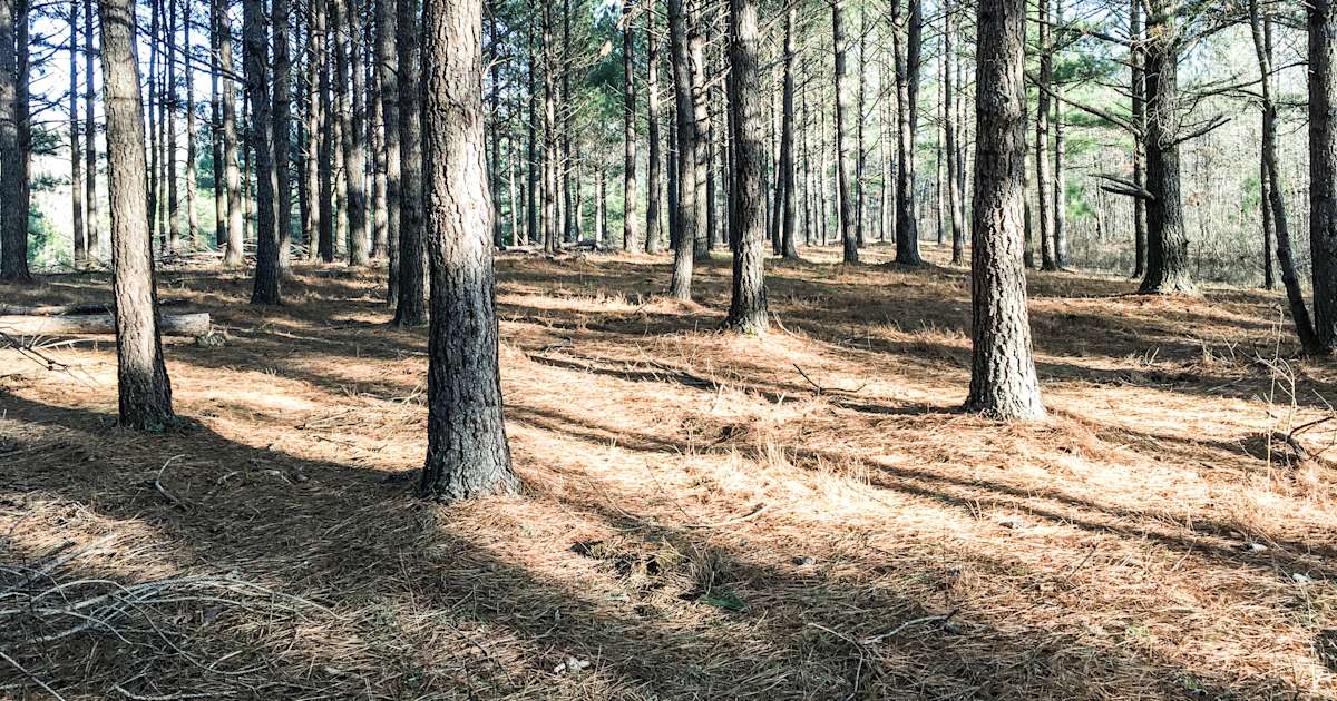 Best Camping in and Near Old Stone Fort State Park