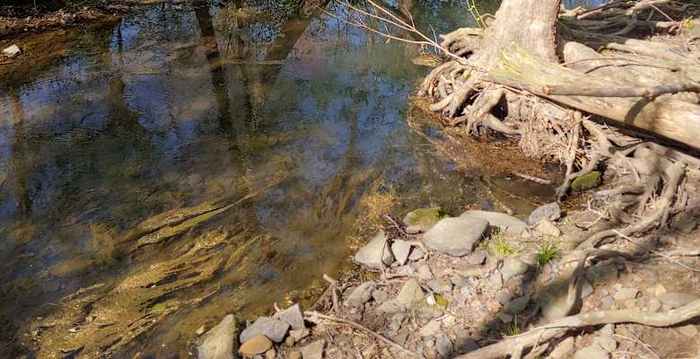 Bent Creek Camping